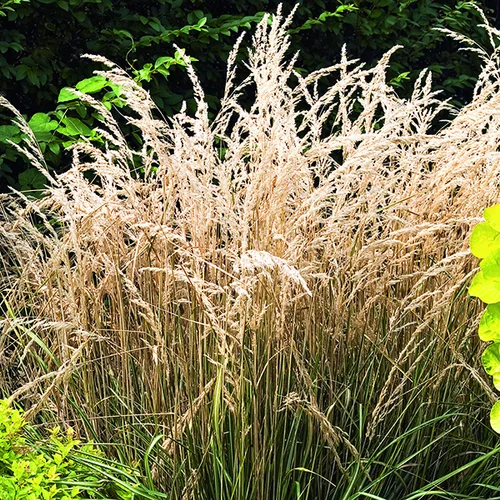 Calamagrostide Avalanche vert botanic®. Le pot de 2 litres