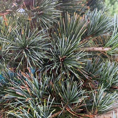 Pin blanc du Japon (Pinus Parviflora) Negishi forme. Le pot 35 litres
