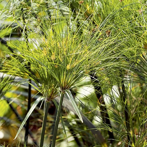 Cyperus papyrus