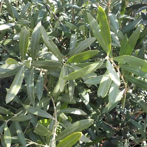 Olivier (Olea Europea) 30/40. Le pot de 90 litres