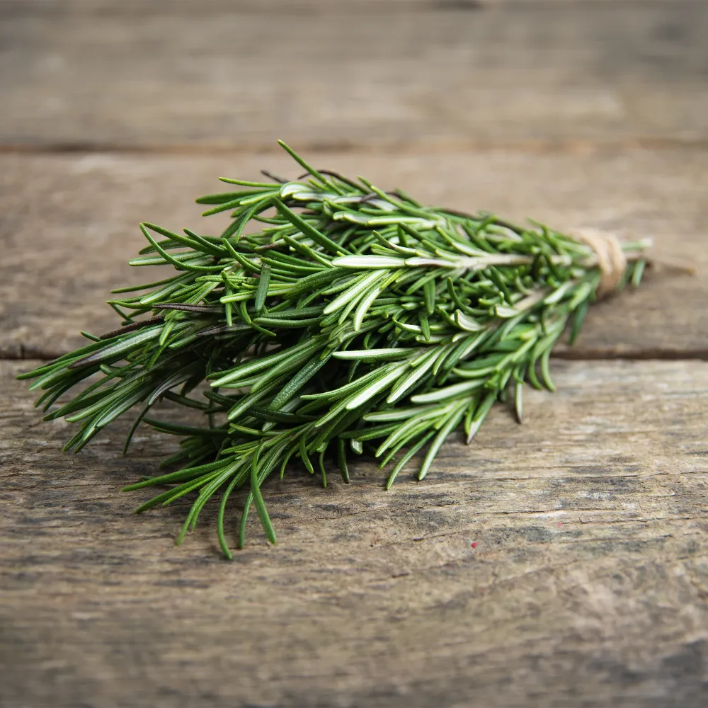 Romarin Rosmarinus officinalis