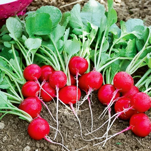 Radis Cerise Raphanus sativus cerise