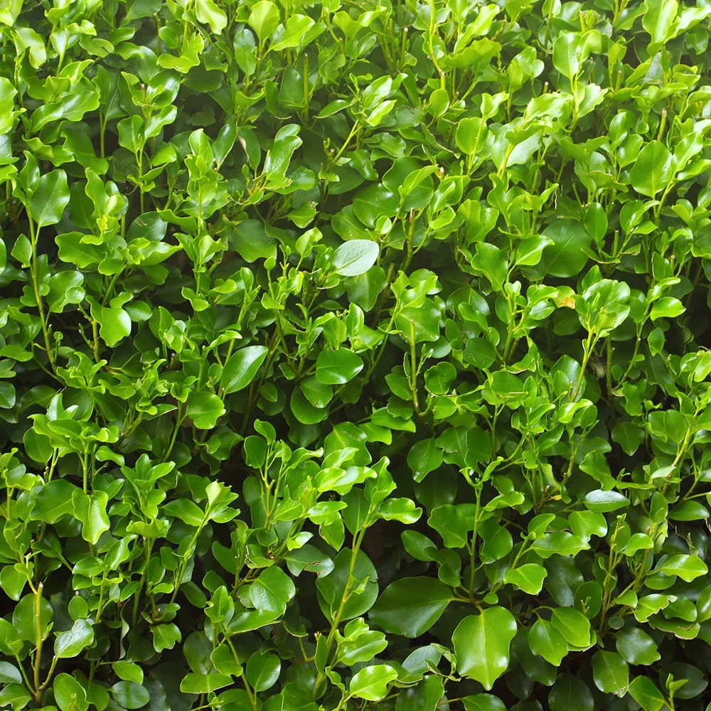 Griseline du littoral Griselinia littoralis
