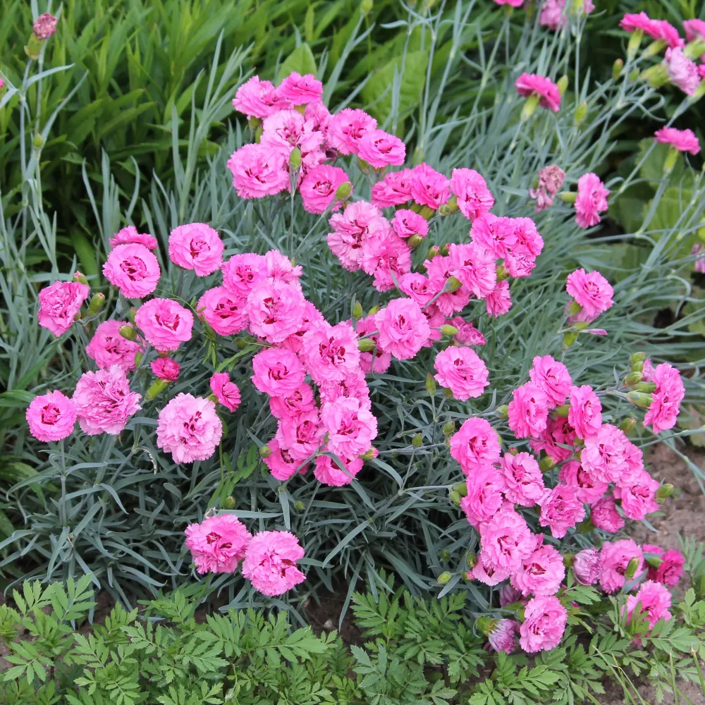 2 Œillets nains roses Fortuna Dianthus plumarius roseus