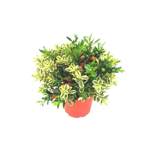 Duo veronique et solanum - Le pot de 4 litres