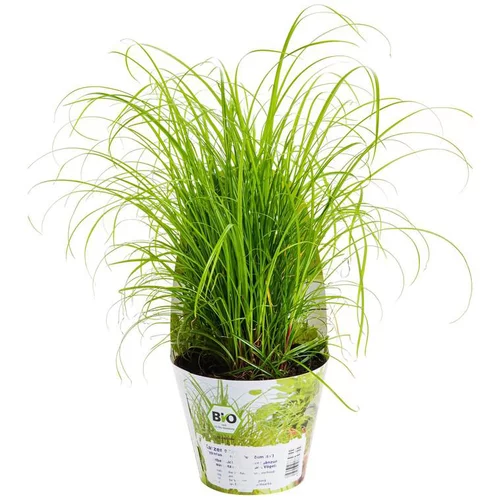 Plante Amie Des Animaux Cyperus Bio. Le pot de diamètre 11 cm