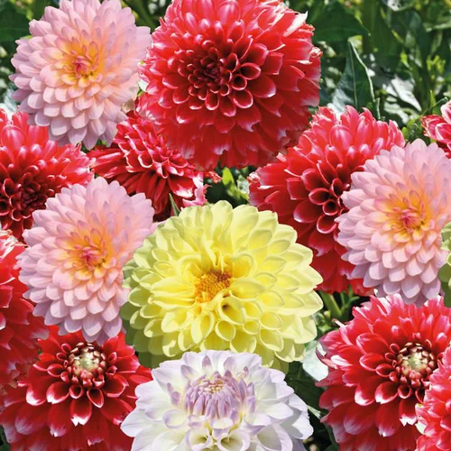 Dahlia nain semi double - La barquette de 4 plants
