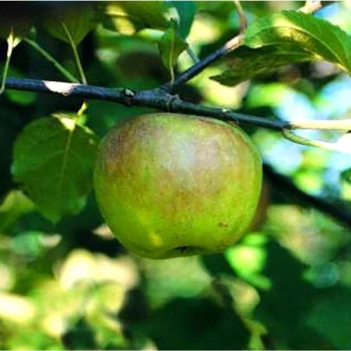 Pommier Reinette Blanche Du Canada. Le pot de 15 litres forme 1/2 tige