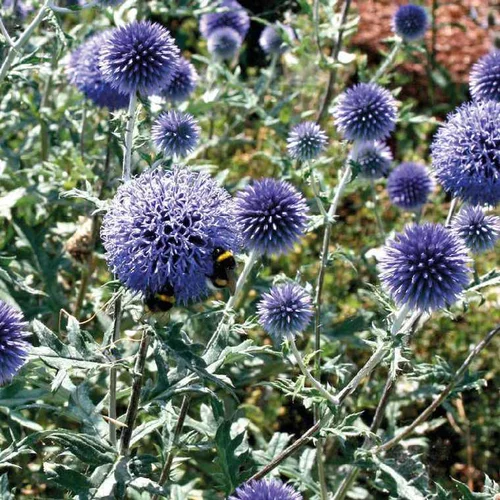 Echinops ritro bleu - Le pot de 9 x 9 cm