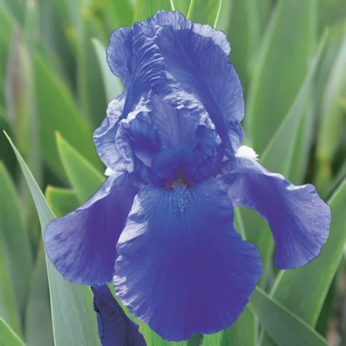 Iris des jardins Deep Space - Le pot de 1 litre