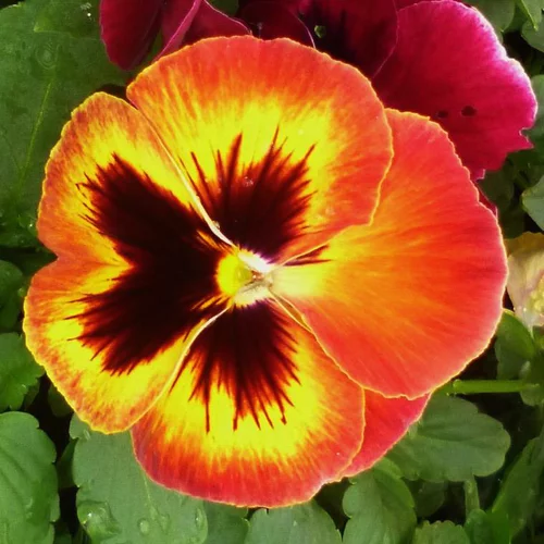 Pensée à grandes fleurs - La coupe en terre cuite