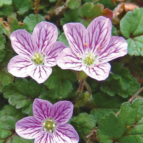 Erodium Bishop - Le pot de 9 x 9 cm
