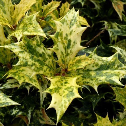 Osmanthus Burkwoodii vert 30/40 cm. Le pot de 3 litres