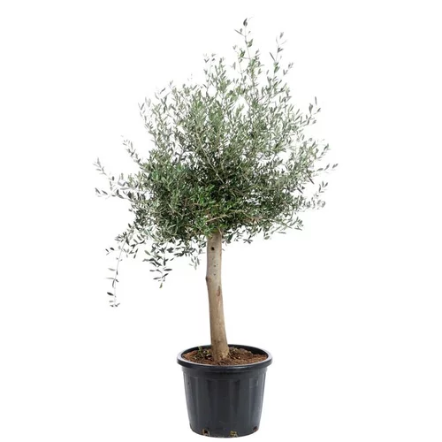 Olivier d’Europe (OLEA) H180 cm, pot 35 L