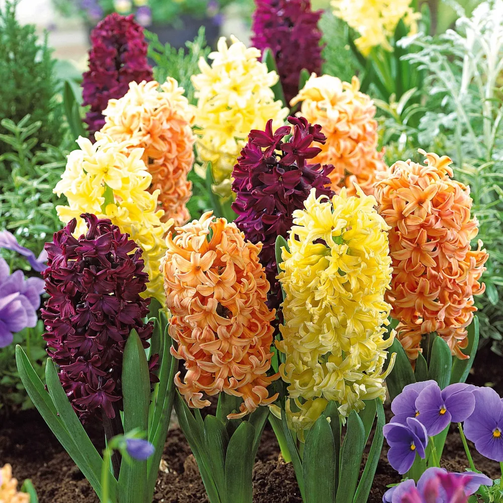Collection de 9 Jacinthes : Gipsy Queen, Woodstock, City of Haarlem Hyacinthus 'Woodstock', 'Gipsy Queen', 'City of Haarlem'