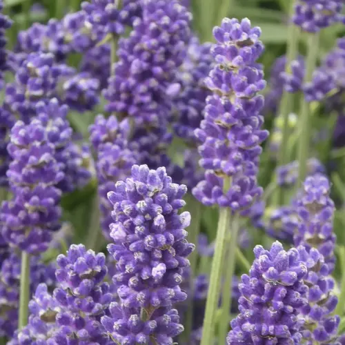 Lavandula Grosso – Pot de 2L