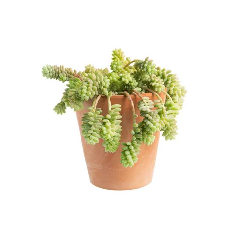 Sedum burrito en pot terre cuite H 40 x Ø 15 cm