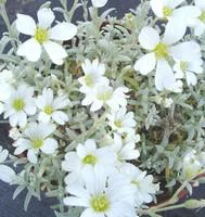 Cerastium Tomentosum - Le pot de 2 litres
