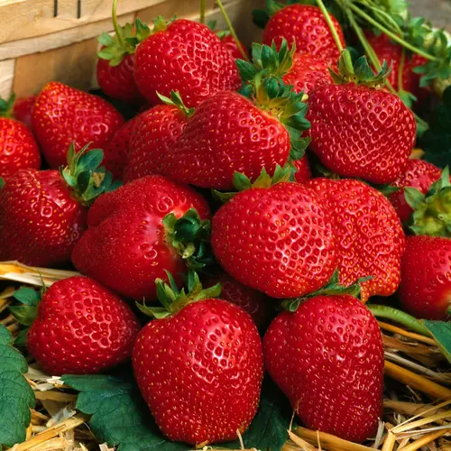 Fraisier bio non remontant Dream botanic®. La motte