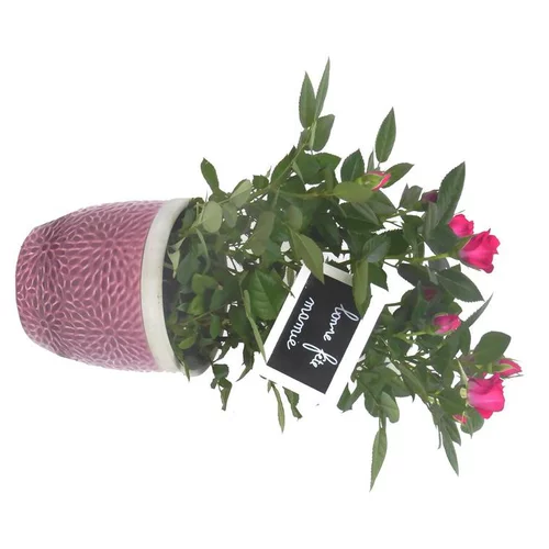 Rosier miniature. Avec cache pot rose