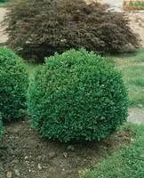 Buxus Microphylla Faulkner ou Buis Mini tige en pot 9 L