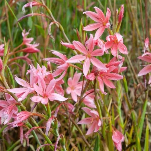 Lis des cafres Mrs Hegarty Schizostylis coccinea Mrs Hegarty