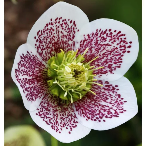 Hellébore ou Rose de Noël Collection à fleurs multicolores - Le pot de 1,5 litres