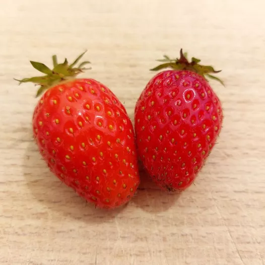 Plants bio : Fraisier Ciflorette - 25 plants - Calibre C