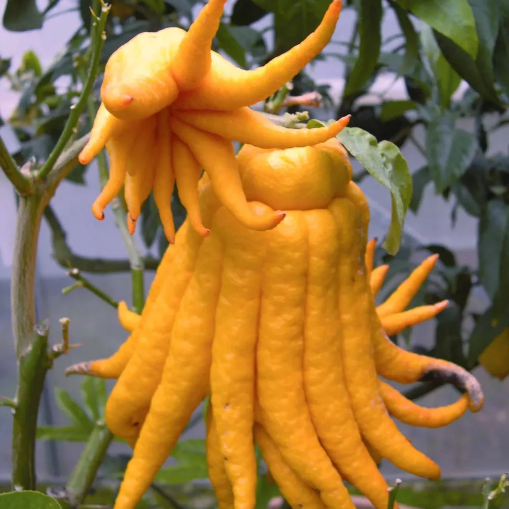 Main de Bouddha Citrus medica