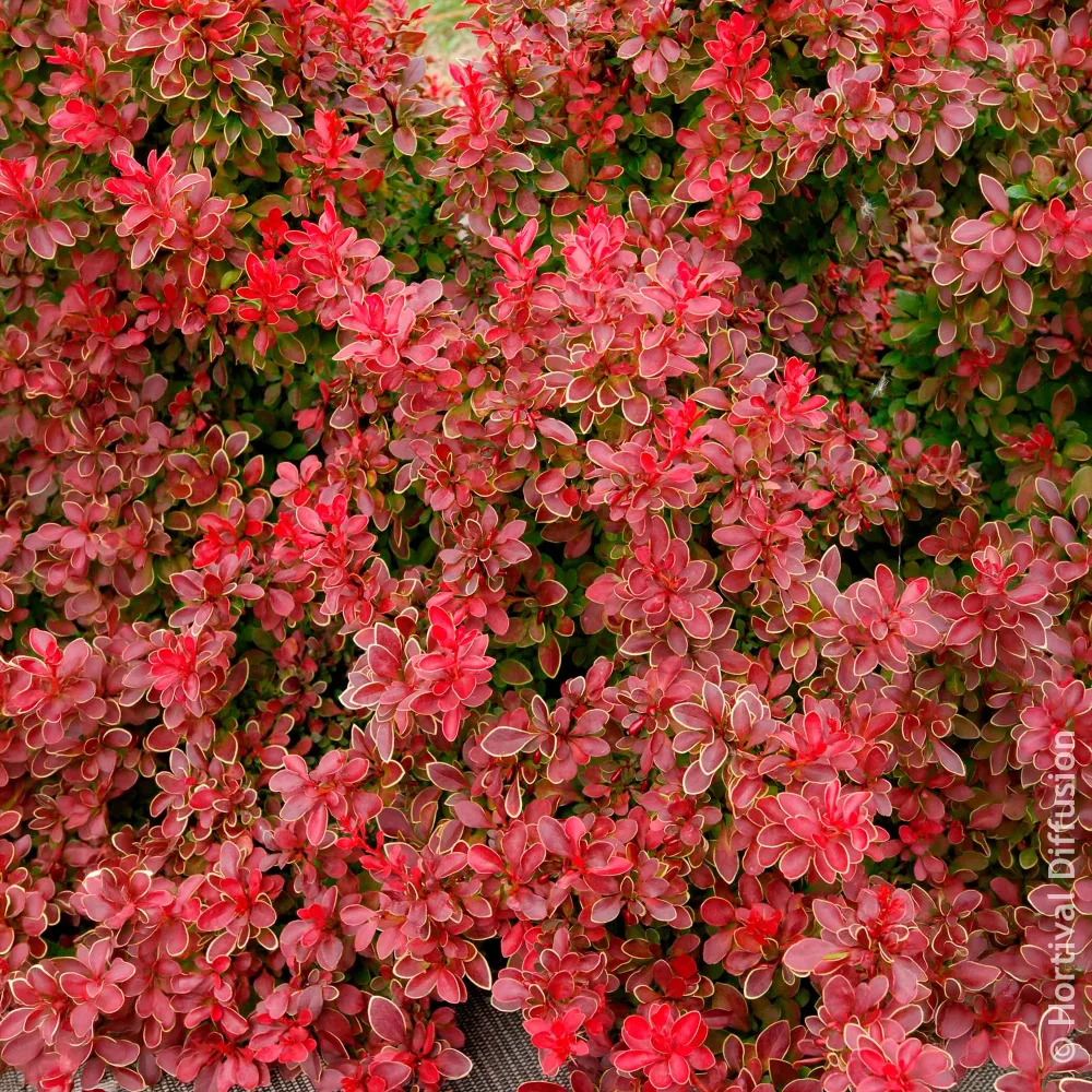 Épine-vinette Admiration Berberis thunbergii Admiration