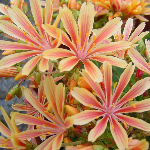 Lewisia - Le pot Ø 14 cm