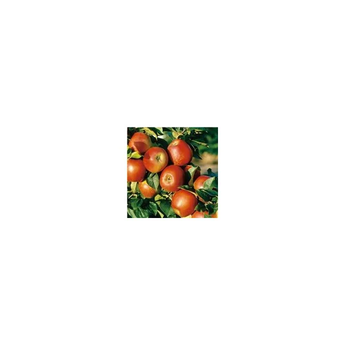 Pommier Delbard Jubile® Delgollune. En racine nue, forme 1/2 tige calibre 6/8