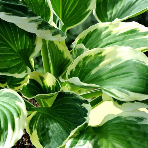 Hosta patriot verte en pot de 2 L