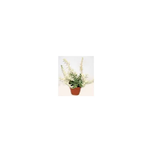 Euonymus Arlequin - Le pot de 13 cm