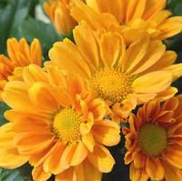 Chrysanthème multifleurs cascade - Le pot de 4 litres