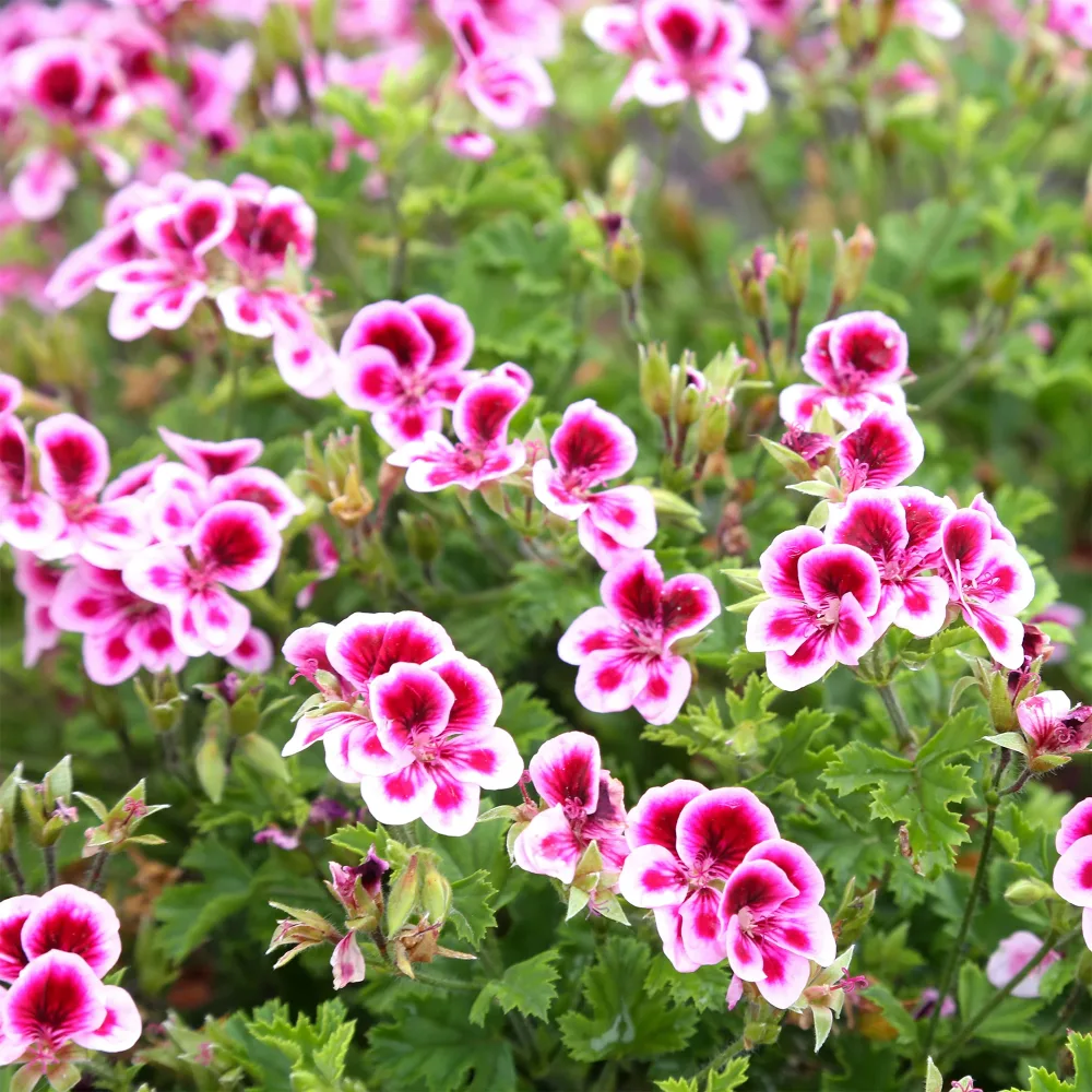 3 Géraniums parfumés Pansy Pelargonium pansy
