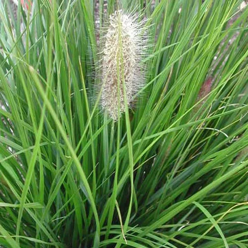 Pennisetum - Le pot de 4,5 litres