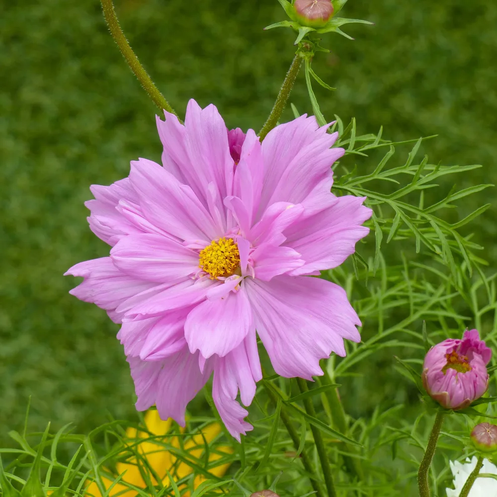 Cosmos double rose Cosmos bipinnatus 'Double Dutch Rose'