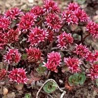 Sedum Spurium - Le pot de 9 x 9 cm