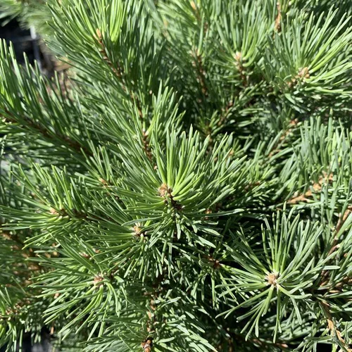 Pin sylvestre Watereri. Le pot de 30 litres, 70/80 cm