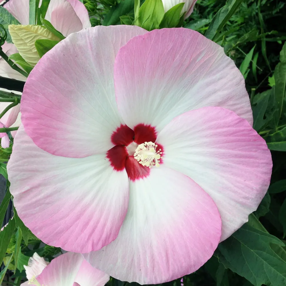 Hibiscus Fujin® Hibiscus fujin® 'akata204’