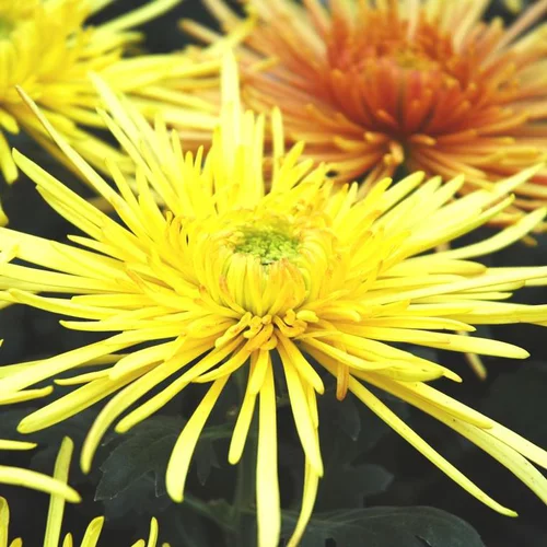 Chrysanthème Tokyo - Le pot de 2,5 litres