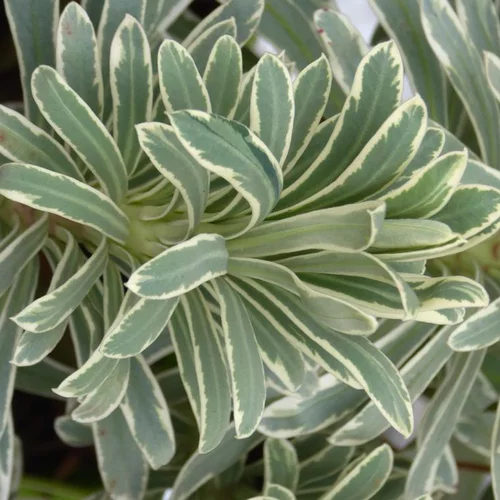 Euphorbia Characias Silver Swan - Le pot de 4 litres
