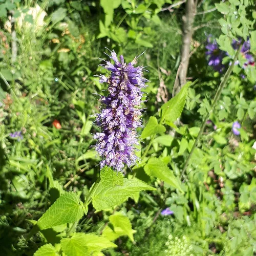 Agastache. Le pot de 2 litres