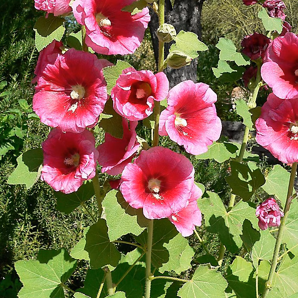 6 x Rose trémière 'Rubra' – Alcea rosea 'Rubra', godet 9cm x 9cm