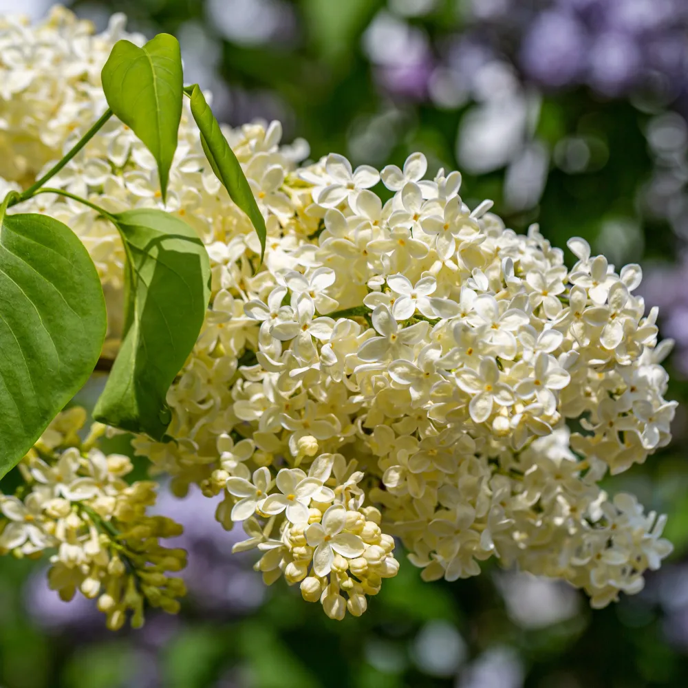 Lilas jaune Syringa vulgaris Primrose