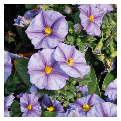 Solanum rantonetti bleu - Le pot de 9 x 9 cm