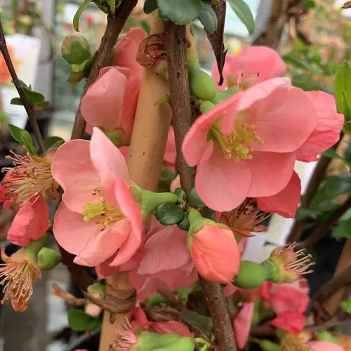 Cognassier du Japon Umbellicatta rose. Le pot de 7,5 litres, forme tipi 60/80
