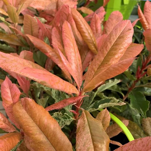 Photinia Seratifolia Pink Crispy. Le pot de 4 litres