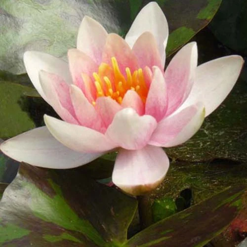 Nénuphar Aurora Nymphaea aurora